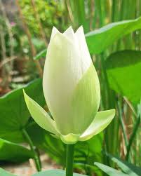 Forener white lotus flower Tuber