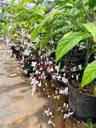 Chains of glory plant | Light bulbs plant | Clerodendrum smithianum starter plant