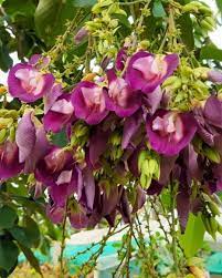 Rare Red Butterfly Pea(Red Aparajita)Flower Plant