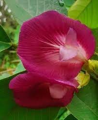Rare Red Butterfly Pea(Red Aparajita)Flower Plant