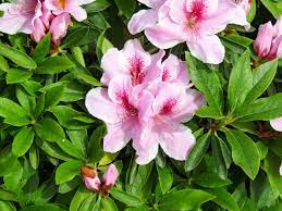 Azalea pink mist flower plant