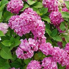 Hydrengea flower plant