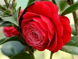 Camelia Flowers Plant For Gardening - Naturemart.online