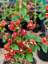 Chocolate Brown Bougainvillea flower plant