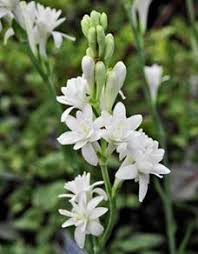 Tuberose/Mexican Tuberose-Seeds- Pack Of 10 - Naturemart.online