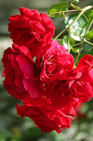 Climbing Rose Flower Plants (Red) - Naturemart.online