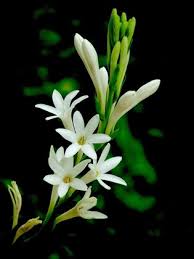 Tuberose/Mexican Tuberose-Seeds- Pack Of 10 - Naturemart.online