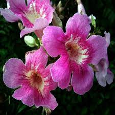 Tecoma Pink Vine Flower  Plant - Naturemart.online