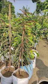 RED AMLA( Grafted )FRUIT PLANT