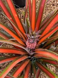 Red Pineapple Plant | Anaras Plant - Naturemart.online