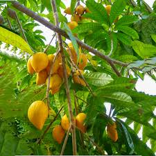 Egg Fruit Plant Grafted