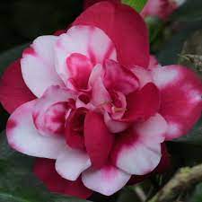 Hybrid Camelia Flowers Plant New - Naturemart.online