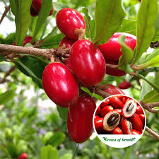 Miracle Fruit plants