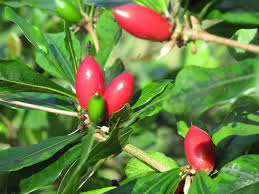 Miracle Fruit plants