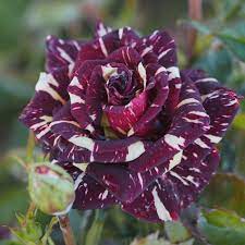 Hybrid Grafted Abracadabra Rose Plant - Naturemart.online