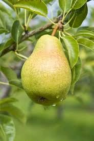 Nashpati ( pear ) Fruit Plant Grafted