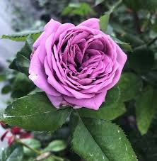 Hybrid Grafted Rose Flower  Plant - Naturemart.online