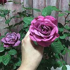 Hybrid Grafted Rose Flower  Plant - Naturemart.online