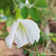 Aparajita  Flowering Plant (white Colour) - Naturemart.online