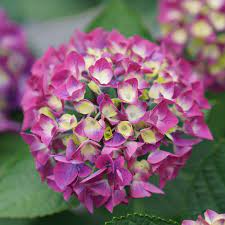 Hybrid Hydreangea Plant For Gardening - Naturemart.online