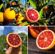 Moro Blood Orange Fruit Plant - Naturemart.online