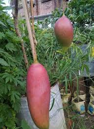 King Of Chakapat Mango Fruit  Plant - Naturemart.online