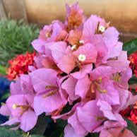 Mahathir pink bougainvillea flower plant