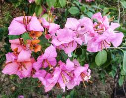 Mahathir pink bougainvillea flower plant