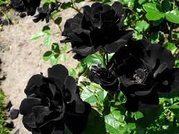 Black Rose Grafting Flower Plant - Naturemart.online