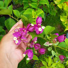 Violet  Tanglong Grafted Bougainvillea flower plant