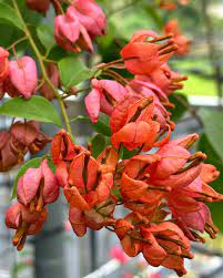 Orange Tanglong Grafted Bougainvillea flower plant