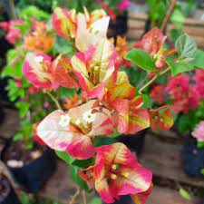 Sufia indiana bougainvillea flower plant