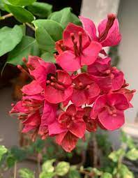 Peacock red bougainvillea flowers plant