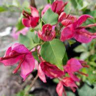 Peacock red bougainvillea flowers plant