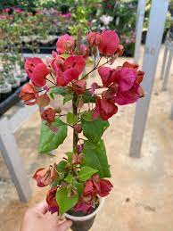 Peacock red bougainvillea flowers plant