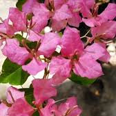Mahathir pink bougainvillea flower plant