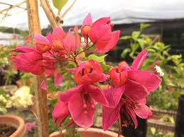 Peacock red bougainvillea flowers plant