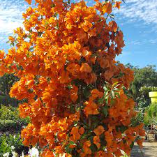 Fire opal bougainvillea flower plant