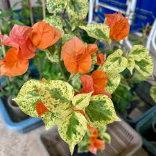 Daimond Orange Bougainvillea flower plant