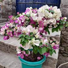 Bougainvillea Fowers Plant For Gardening - Naturemart.online