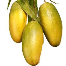 Dasheri Mango Fruit  Plant (Grafted) - Naturemart.online