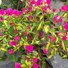 Bougainvillea Flowers Plant For Home Gardening - Naturemart.online