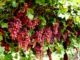 Crimson seedless grape vines fruit plant