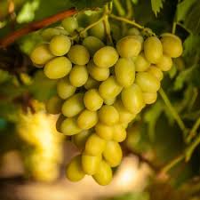Cotton Candy grape vines fruit plant