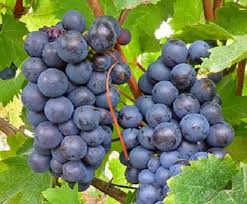 Black Monukka grape vines fruit plant