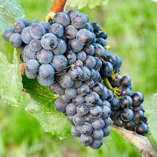 Black Monukka grape vines fruit plant