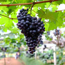 Black Monukka grape vines fruit plant