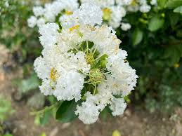 Frush Flowering Plant (White Colour) - Naturemart.online