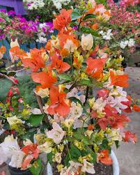 Maharani Bougainvillea Top Rare (grafted)