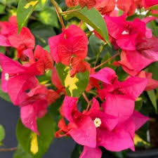 Thimma Red Bougainvillea Top Rare (grafted)